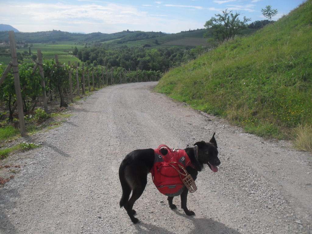 Trekking mit Hund und Rucksack