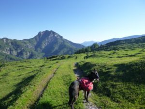 Trekking & (Fern)wandern mit Hund