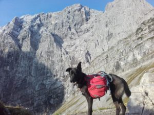 Trekking: Adlerweg in Tirol mit Hund