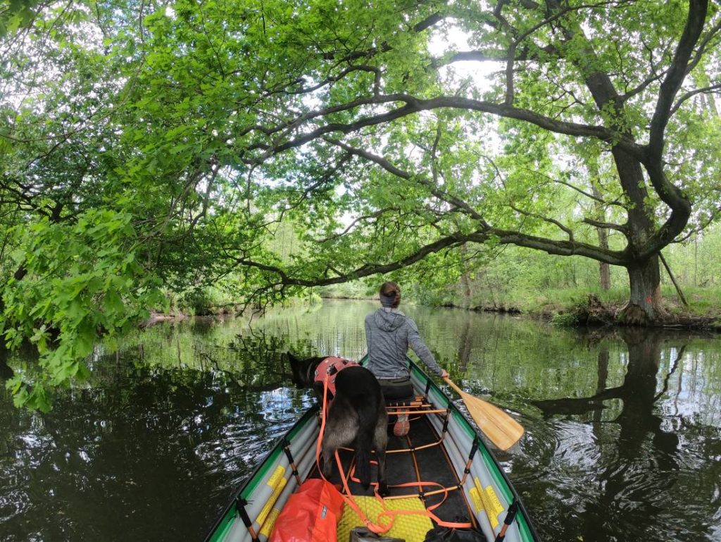 Immer neugierig - Hund im Boot