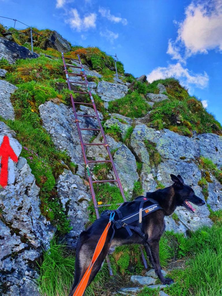 Pihapper mit Hund - Schlüsselstelle