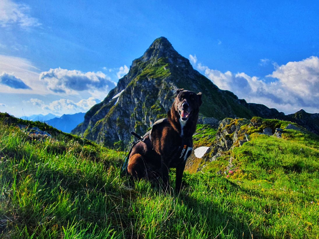 Trailrun/Bergtour mit Hund: Pihapper 2518 m in den Hohen Tauern