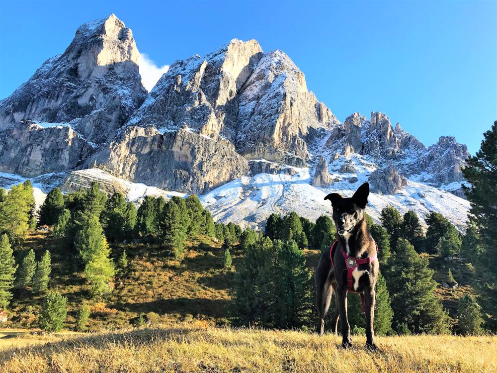 Bergtour (Klettersteig) mit Hund: Peitlerkofel (2875 m) in den Dolomiten