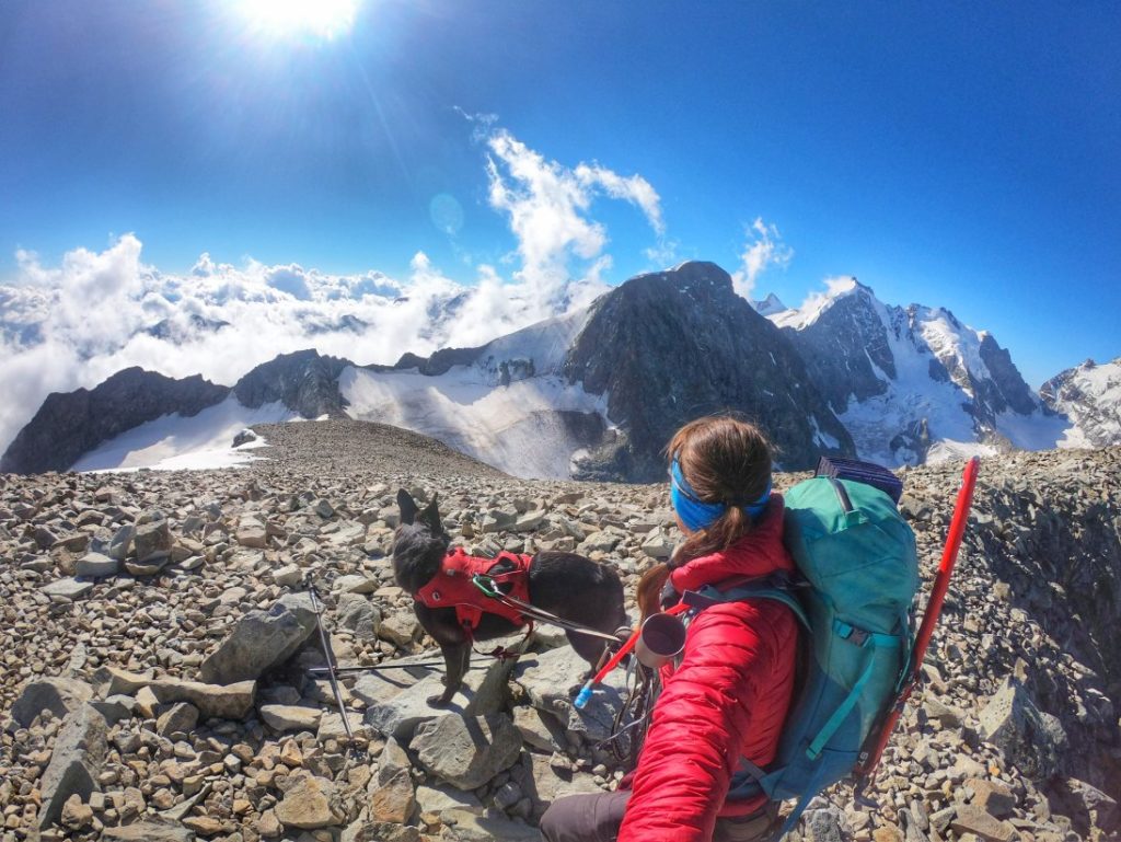 Hochtour mit Hund auf den Piz Tschierva - Blick zum Piz Morteratsch und Piz Bernina mit Biancograt