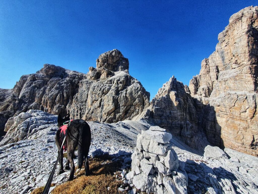 Jetzt nur noch bergab zum Wildgrabenjoch - vor uns der Große Rautkofel