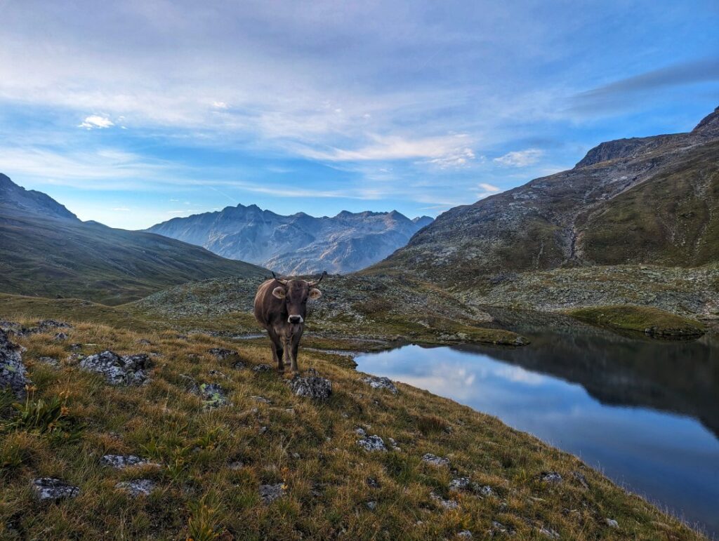 Morgendlicher Alm"umtrieb" zum Frühstück