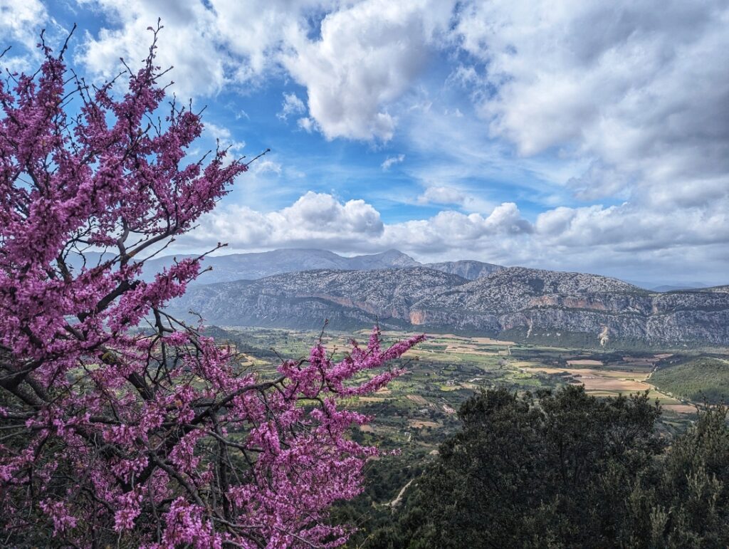 Blühendes Sardinien