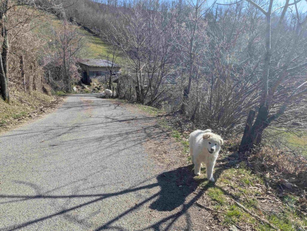 Hütehundbaby