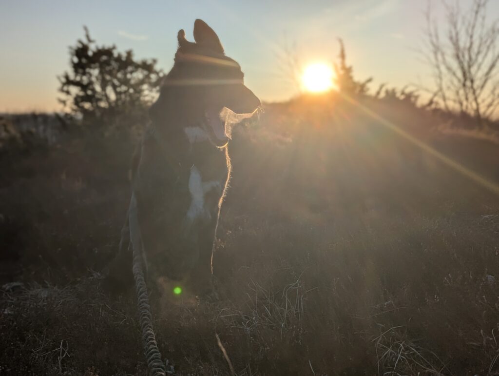 Sonnenanbeter